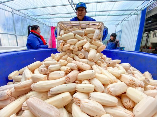 图为用于深加工的莲藕（陈勇摄）