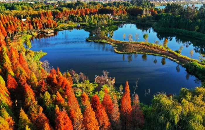 滇池水杉 崔庆江 摄