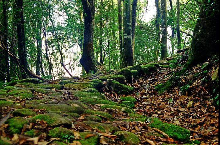 高黎贡山古道 艾怀森 摄