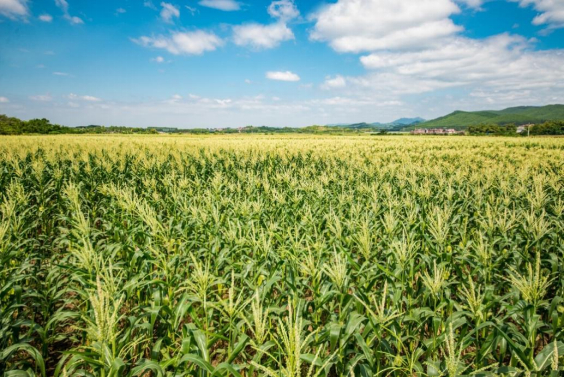 横州人家门口的希望与未来。秦宗暖 摄