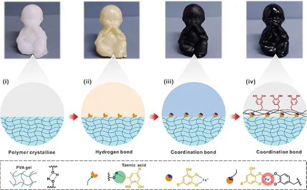 图1.黏附水凝胶的制备流程及机理