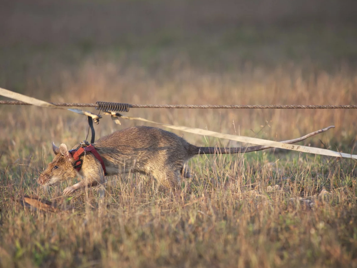 ↑工作中的Magawa。