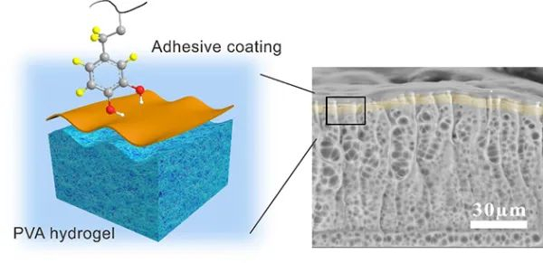 图2.水凝胶表面薄的黏附功能涂层