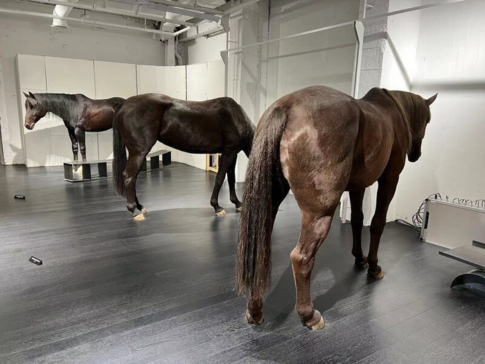 HAUS一楼有很多逼真的机械马，经常被消费者拍照打卡