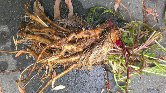 ▲然而这个外表实在想象不出来是啥味