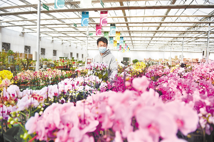     永清县恒美国际花都鲜花市场花商在管护鲜花。河北日报记者 赵永辉摄