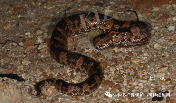 14.蒙头干大事的山烙铁头蛇 Ovophis monticola