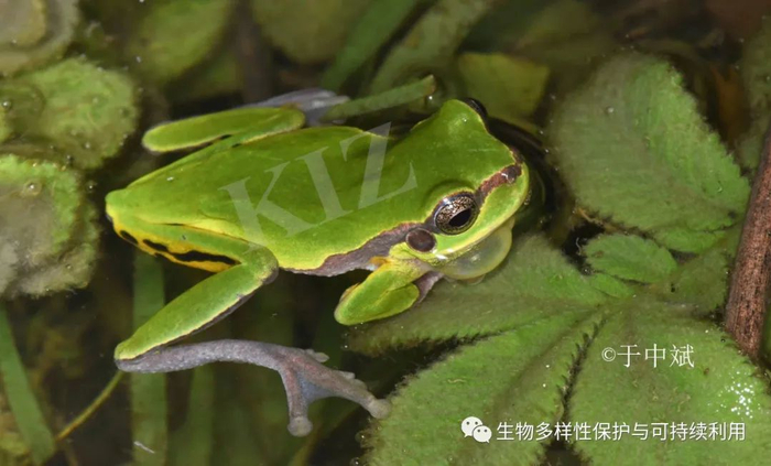 6.“情歌王子”华西雨蛙Hyla annectans