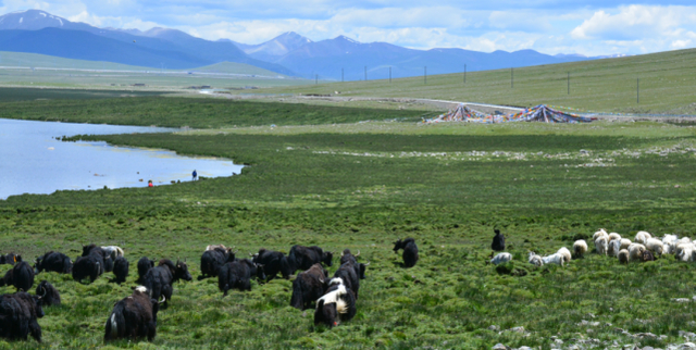 图为西藏那曲“含羞花”的生长环境。（新华社发 中国科学院武汉植物园供图）