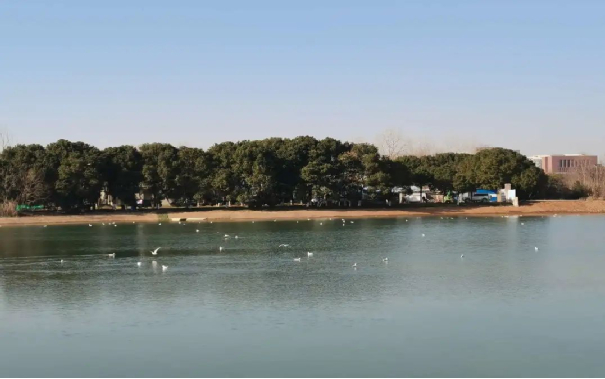 ▲ 治理后的红旗湖引来候鸟栖息