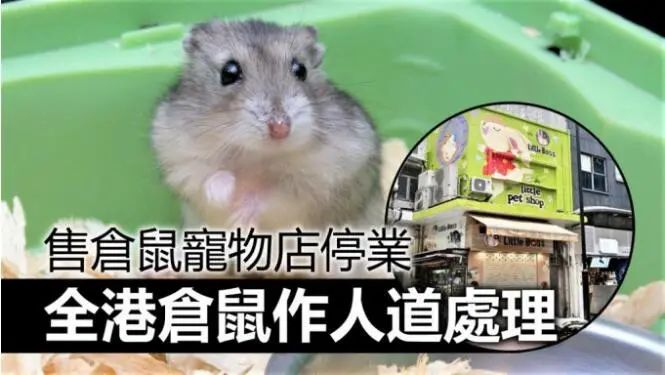 香港渔护署表示有顾客和店员确诊的宠物店内多个仓鼠样本病毒检测呈阳性。图自香港“星岛网”