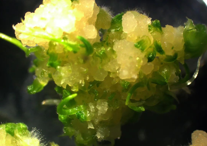 ▲ 中国农科院作科所破解小麦遗传转化中基因型依赖性难题。利用TaWOX5基因促进小麦的再生能力。（中国农科院作科所供图）