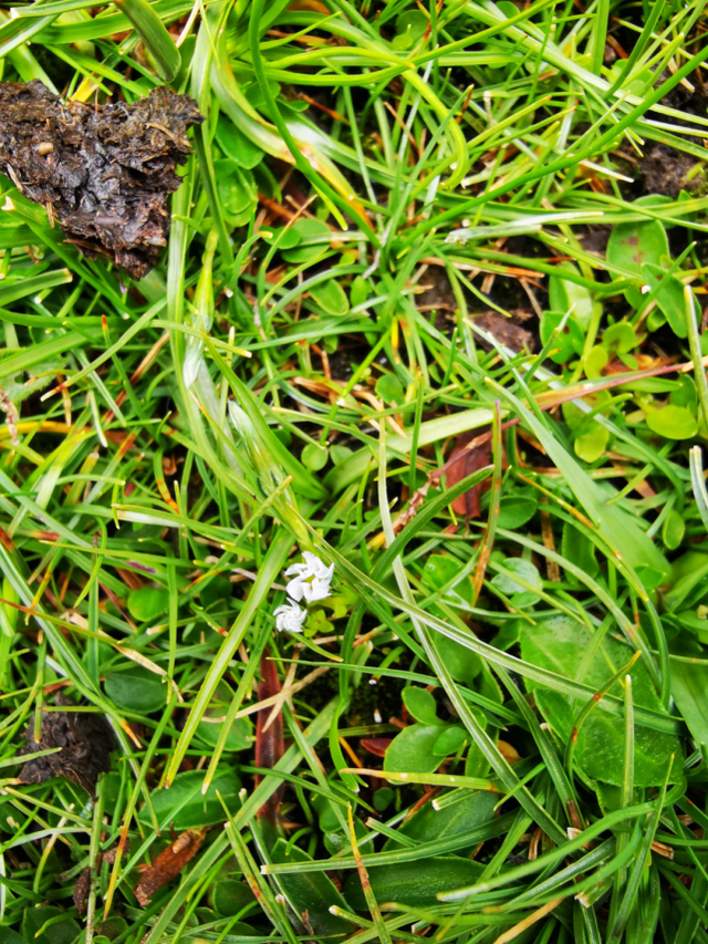 图为假水生龙胆受机械触碰后闭合。（新华社发 中国科学院武汉植物园供图）
