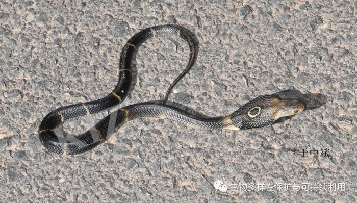 7.孟加拉眼镜蛇Naja kaouthia，相传是它撑开皮褶庇佑佛陀潜心参悟