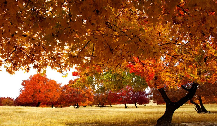 科右中旗五角枫自然保护区《秋语》