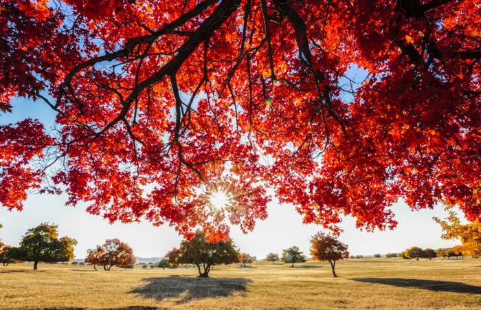 科右中旗五角枫自然保护区《染红的草原》