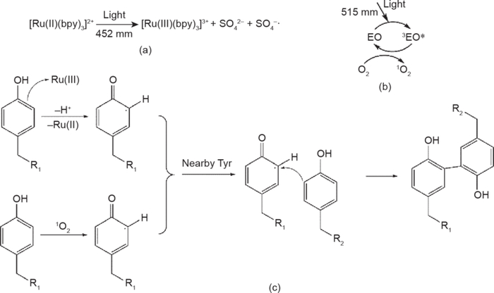 图7 光催化的自由基偶联反应的机理。（a）钌的引发机理；（b）EY的引发机理；（c）光催化的自由基偶联反应机理