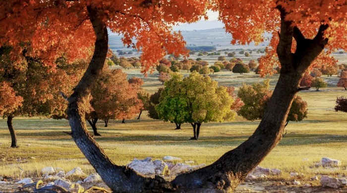 《画中画》--五角枫自然保护区