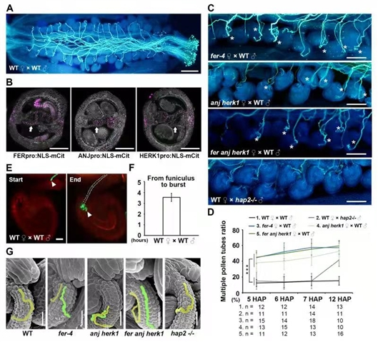 三个受体负责阻止多花粉管穿出受精。（瞿礼嘉供图）