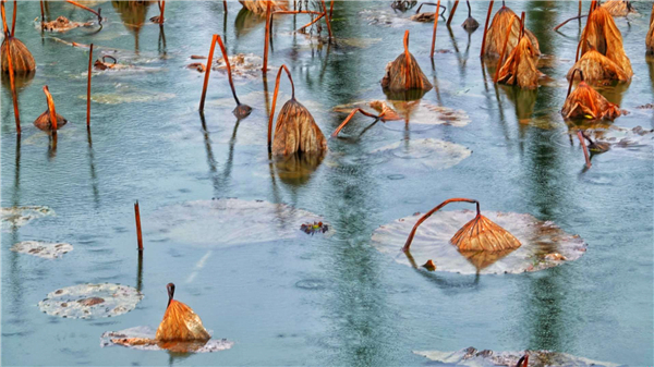 岁杪云昼昏，玄池冰夜结。（杭州市纪委监委供 孙力 摄）