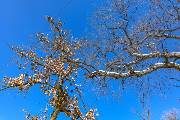天寒色青苍，北风叫枯桑。（广西壮族自治区鹿寨县纪委监委 孟巧凤 摄）