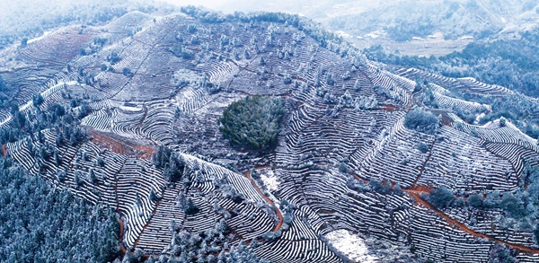 雪粉华，舞梨花，再不见烟村四五家。（福建省尤溪县纪委监委供 黄在锦 摄）