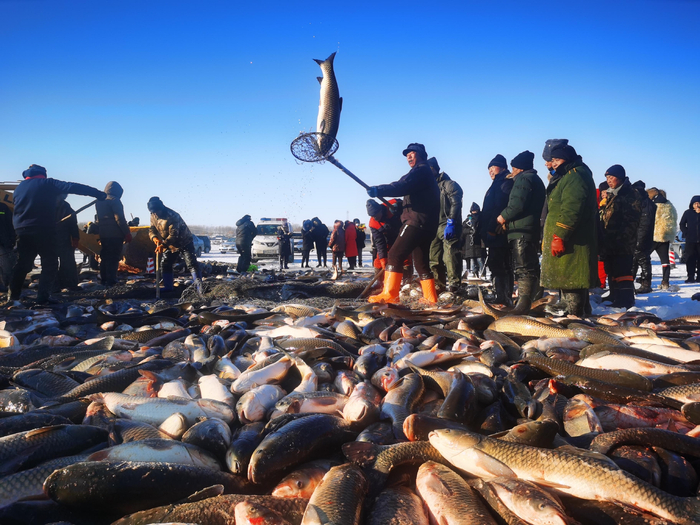 场面壮观的查干湖冬捕。 李洪涛/摄