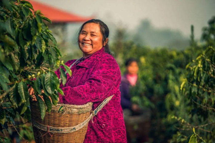 △茶农渐渐变为咖农。/unsplash