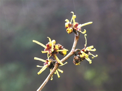     金缕梅细细的花瓣，看起来有点“张牙舞爪”的意思。 林海伦 摄