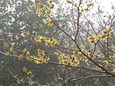     迎着冬雨，金缕梅悄然绽放，开启2022年第一波花事。林海伦 摄