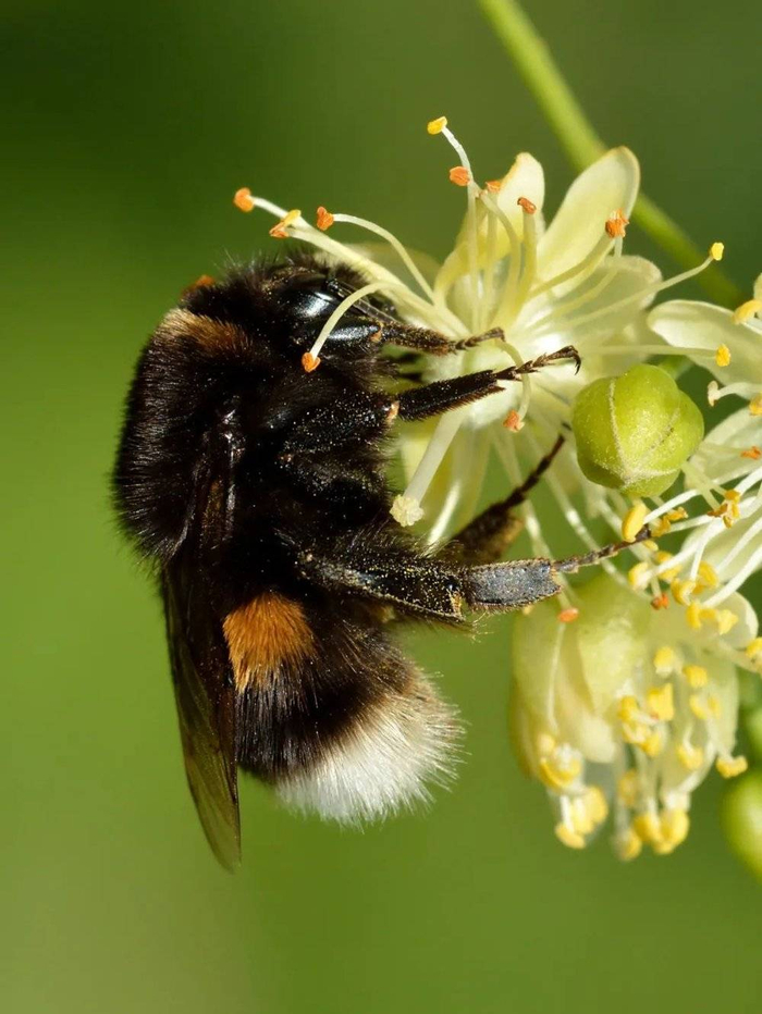 欧洲熊蜂（Bombus terrestris）。图片来源：wikimedia