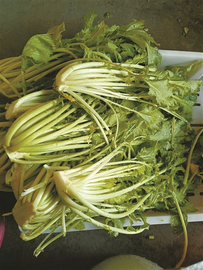     洗干净即将腌制的雪里蕻。