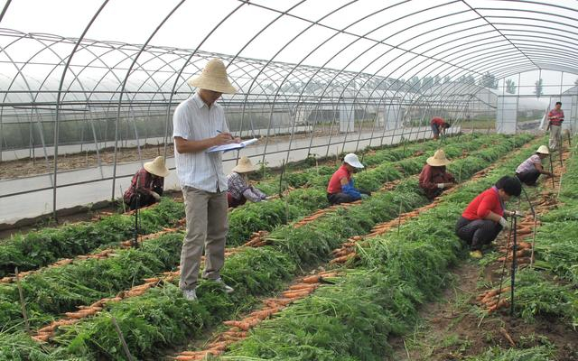 课题组在中国农业科学院河北廊坊试验基地进行选种调查。受访者供图