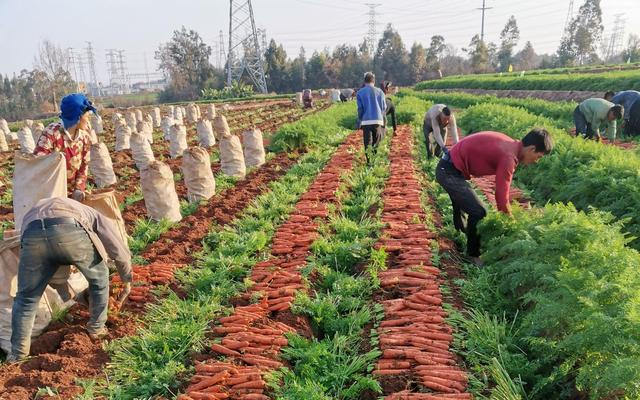 课题组进行中誉1877品种的田间采收工作。受访者供图