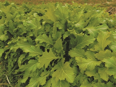     种在田间地头的雪里蕻。