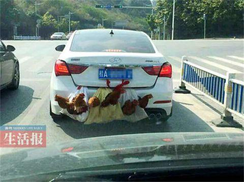 ▲“后置发动鸡”“双涡轮增鸭”违法。（资料图）