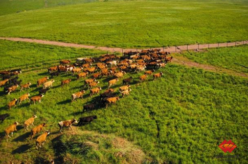 图为准能集团万亩草场