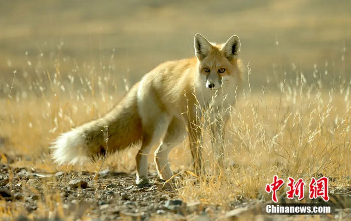 草原狐狸 索朗仁青 摄