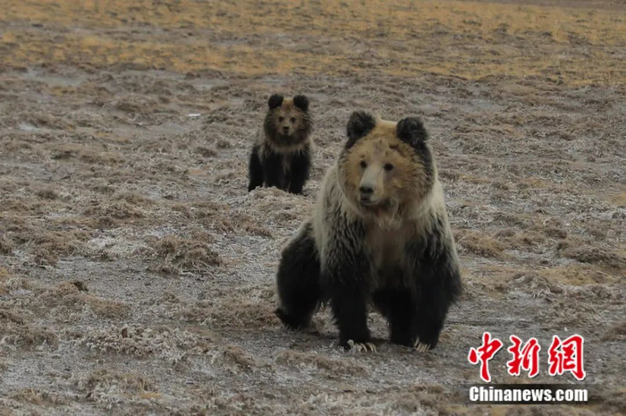 阿里棕熊 索朗仁青 摄