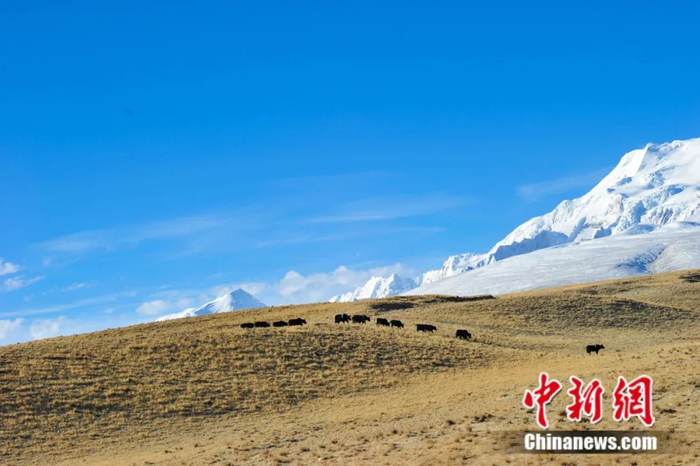 希夏邦马峰 中新社记者 贡嘎来松 摄