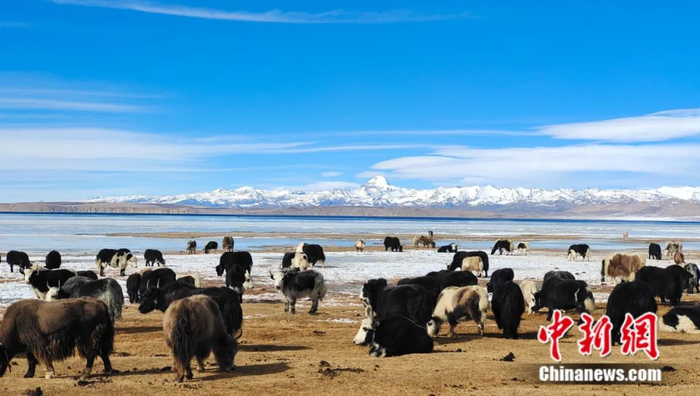 牦牛在湖边吃草 中新社记者 贡桑拉姆 摄