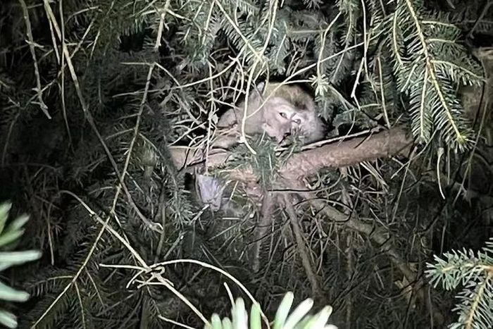 车祸中逃跑的4只猴子都被找到，其中有三只接受了安乐死，上图为接受安乐死的猴子之一。（图片来源：宾夕法尼亚警察局）