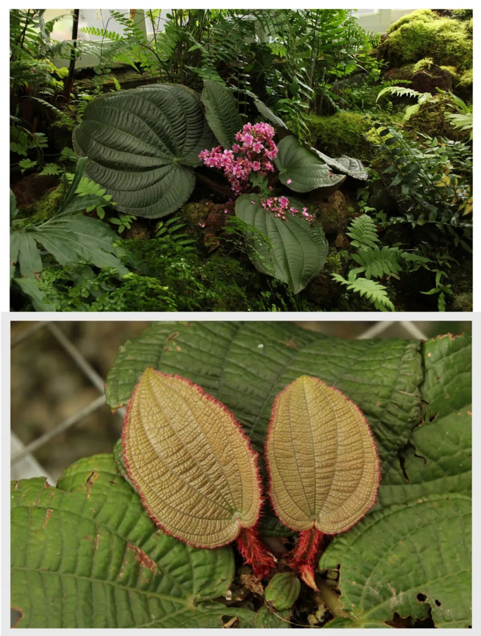 虎颜花 （图片来源：郑锡荣）