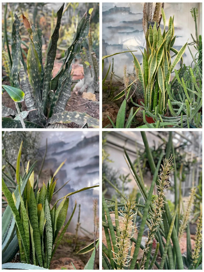 琳琅满目的虎皮（尾）兰品种 （图片来源：王新）