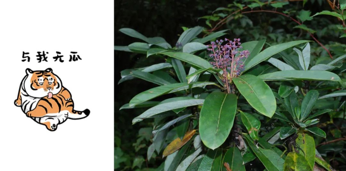 西藏虎皮楠（D. himalense）（图片来源：刘冰）