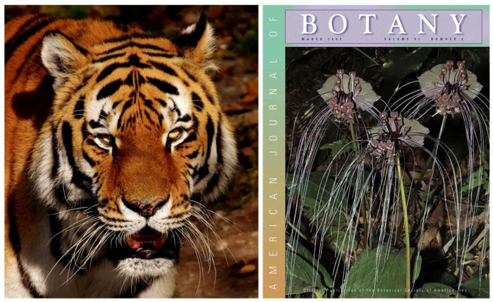 老虎须（图片来源：Pixabay、《美国植物学报》）