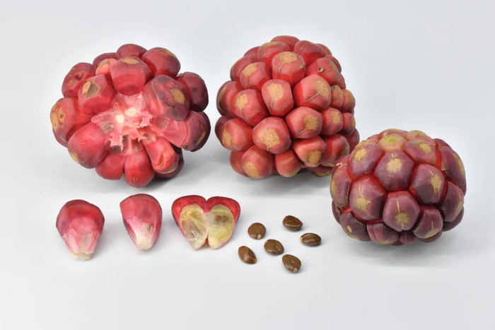 黑老虎（图片来源：魏泽）