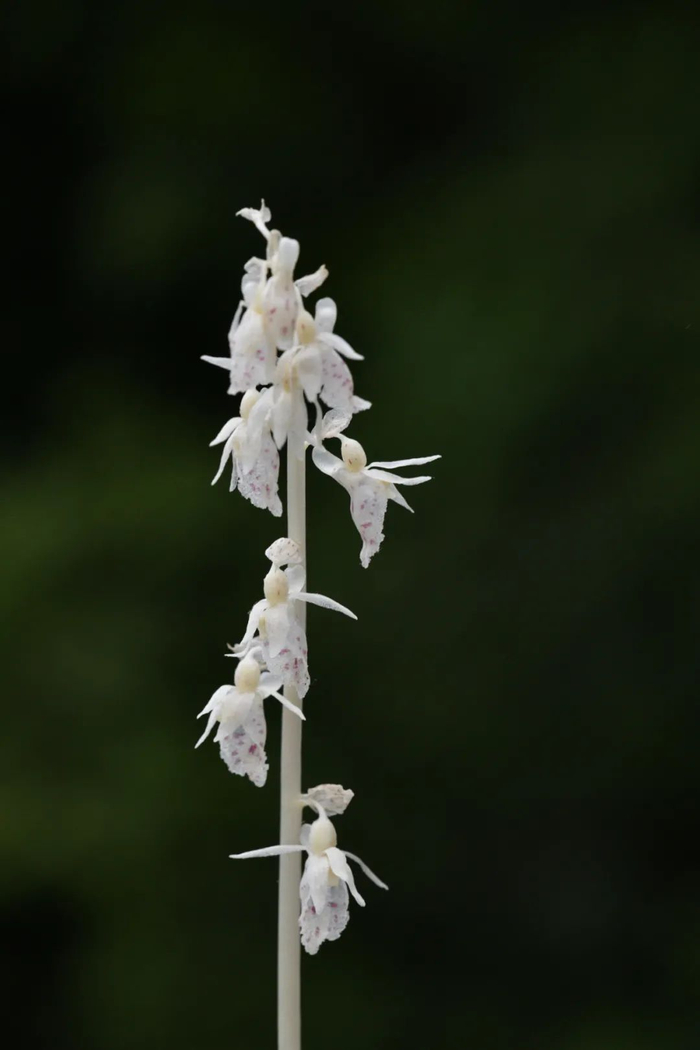 虎舌兰 （图片来源：魏泽）