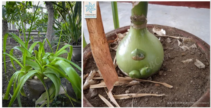 虎眼万年青（图片来源：王新、PPBC-李光波）