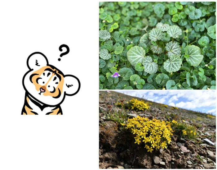 像虎耳的虎耳草（上）、不像虎耳的山地虎耳草（S. sinomontana，下）（图片来源：王新、魏泽）